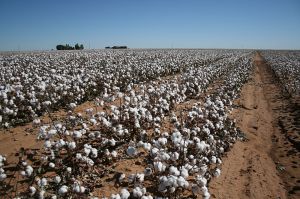 Monoculture of cotton in west Texas. Image by Calsidyrose via Flickr and Wikipedia