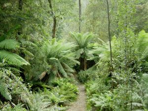 Healthy ecosystems, such as this temperate rainforest in Tasmania provide ecosystem services such as clean air and water that allow life to survive on Earth
