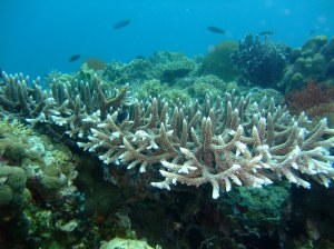 Staghorn Coral (with evidence of Coral bleaching :-( )