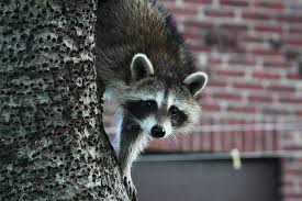 racoon